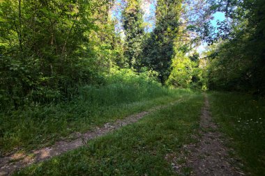 İtalya kırsalındaki bir parkta ağaçlarla çevrili gölgeli bir patika.