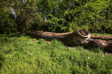 Fallen tree covered by grass in a field of a park