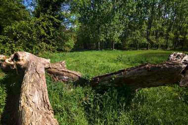 Fallen tree covered by grass in a field of a park