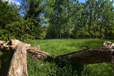 Fallen tree covered by grass in a field of a park