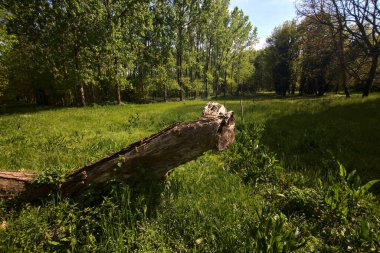 Fallen tree covered by grass in a field of a park