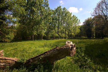 Fallen tree covered by grass in a field of a park