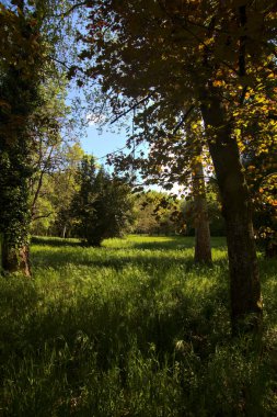 Ağaçlı açık alan ve güneş tarafından aydınlatılan bir akçaağaç İtalya kırsalındaki bir parkta.