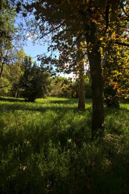 Ağaçlı açık alan ve güneş tarafından aydınlatılan bir akçaağaç İtalya kırsalındaki bir parkta.