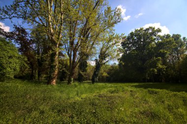 Baharda İtalya kırsalında bir parkın ortasında uzun otlar ve ağaçlarla dolu bir tarla.