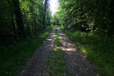 İtalya kırsalındaki bir parkta ağaçlarla çevrili gölgeli bir patika.