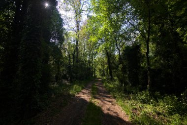 İtalya kırsalındaki bir parkta ağaçlarla çevrili gölgeli bir patika.