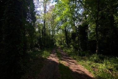 İtalya kırsalındaki bir parkta ağaçlarla çevrili gölgeli bir patika.