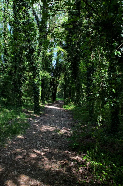 İtalya kırsalındaki bir parkta sarmaşıklarla kaplı ağaçlarla çevrili gölgeli bir patika.