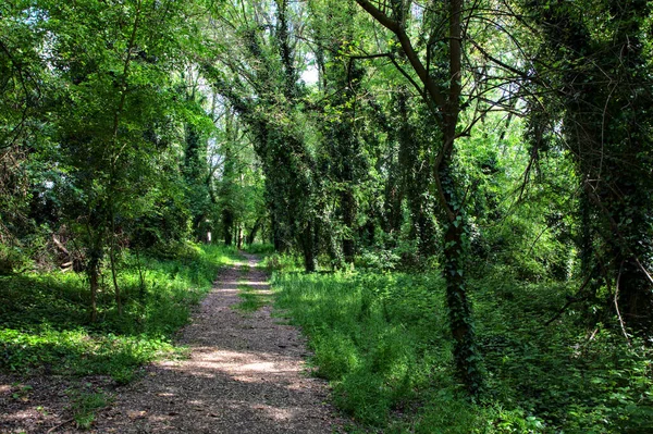 Cienista Ścieżka Granicząca Drzewami Parku Włoskiej Wsi — Zdjęcie stockowe