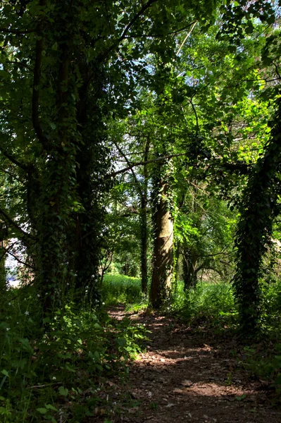 Schaduwrijke Pad Omzoomd Door Bomen Bedekt Door Klimop Een Park — Stockfoto