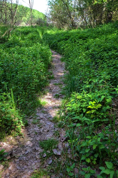 Klein Pad Schaduw Omzoomd Door Planten Een Park Het Italiaanse — Stockfoto