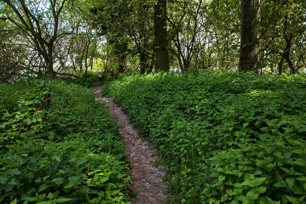 Piccolo Sentiero All Ombra Delimitato Piante Parco Nella Campagna Italiana — Foto Stock