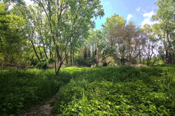 春のイタリアの田舎の公園の植物に囲まれた日陰の小さな道 — ストック写真