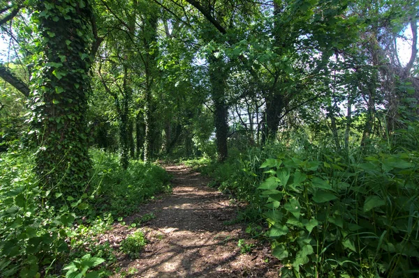 Caminho Sombrio Delimitado Por Árvores Parque Campo Italiano — Fotografia de Stock