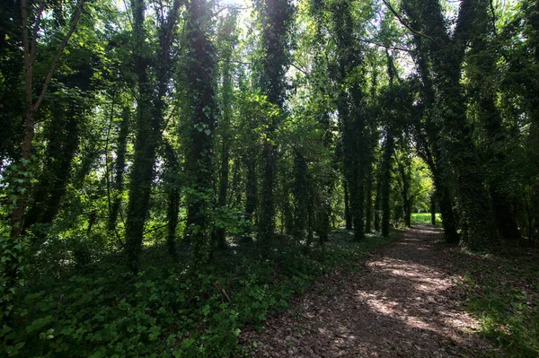 イタリアの田舎の公園でツタに覆われた木に囲まれた日陰の道 — ストック写真