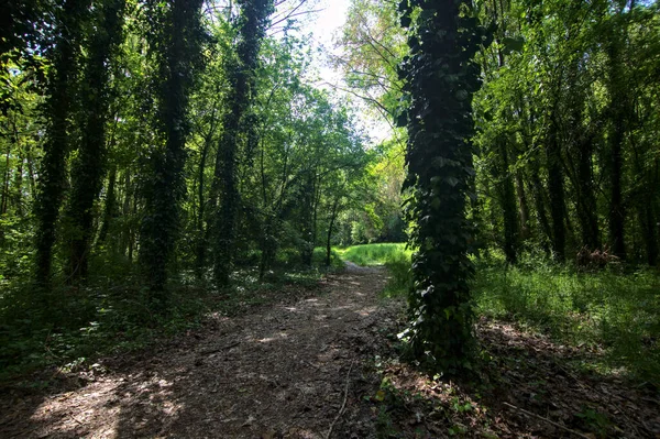 Caminho Sombrio Delimitado Por Árvores Parque Campo Italiano — Fotografia de Stock
