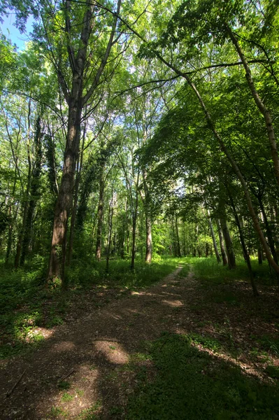 Schaduwrijk Pad Omzoomd Door Bomen Een Park Het Italiaanse Platteland — Stockfoto