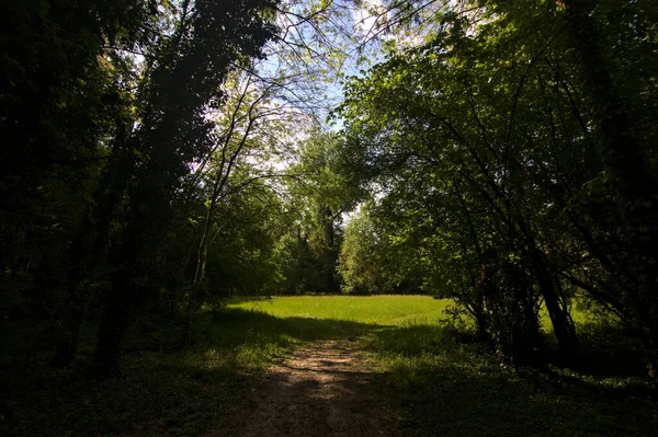 Μονοπάτι Στη Σκιά Που Οδηγεί Ένα Χωράφι Περιτριγυρισμένο Από Δέντρα — Φωτογραφία Αρχείου