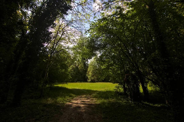 Caminho Sombra Que Leva Campo Limitado Por Árvores Parque — Fotografia de Stock