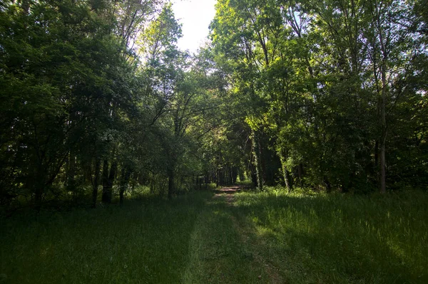 Sentiero Ombreggiato Delimitato Alberi Parco Nella Campagna Italiana — Foto Stock