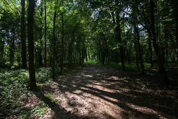 Skuggig Stig Kantad Träd Park Den Italienska Landsbygden — Stockfoto