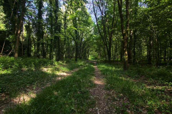 Schaduwrijk Pad Omzoomd Door Bomen Een Park Het Italiaanse Platteland — Stockfoto