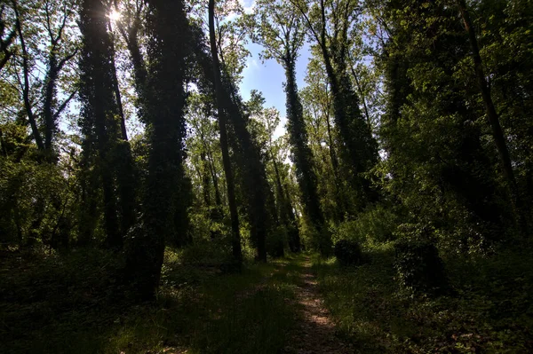 Sentier Ombragé Bordé Arbres Dans Parc Campagne Italienne — Photo