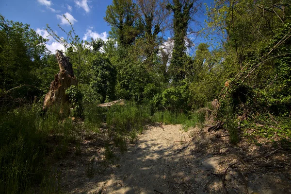 Sand Path Park Clear Day — Stock Photo, Image