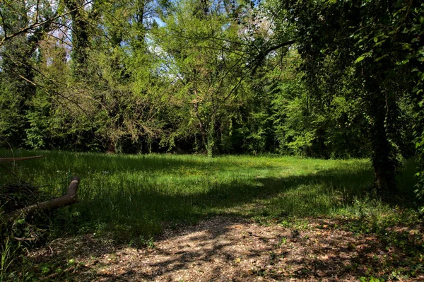 이탈리아 시골의한 공원에서 나무들 경계를 이루고 — 스톡 사진