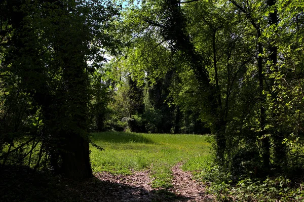 在树荫下的小径 通向公园中树木环绕的田野 — 图库照片