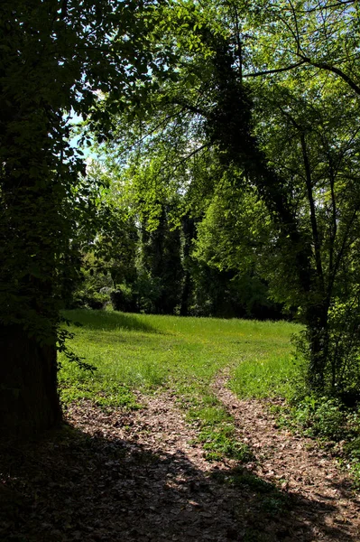 Pad Schaduw Dat Leidt Naar Een Veld Begrensd Door Bomen — Stockfoto