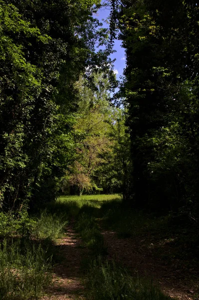 Cesta Stínu Která Vede Pole Lemované Stromy Parku — Stock fotografie