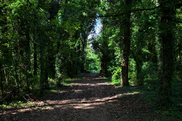 Sentier Ombragé Bordé Arbres Dans Parc Campagne Italienne — Photo
