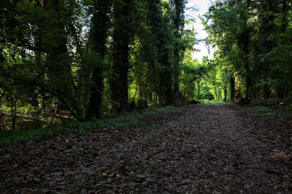 Schattiger Von Bäumen Gesäumter Weg Einem Park Der Italienischen Landschaft — Stockfoto