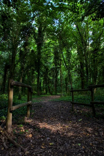 Path Shade Bordered Wooden Railing — Stockfoto