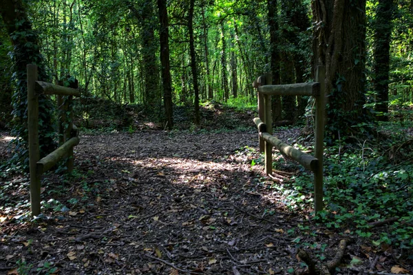 Path Shade Bordered Wooden Railing — Zdjęcie stockowe