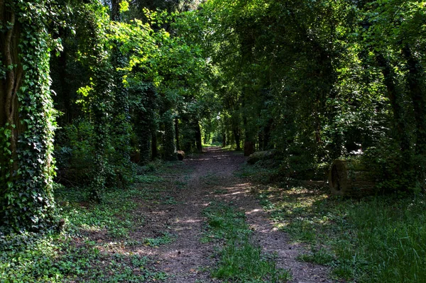 Sendero Sombrío Bordeado Árboles Parque Campo Italiano —  Fotos de Stock