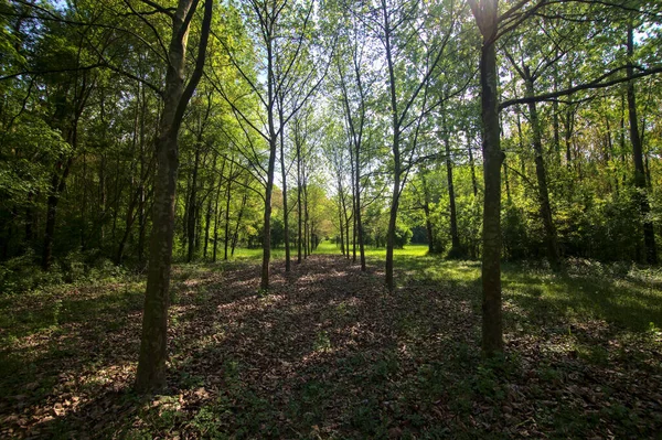 Rad Träd Öppen Plats Park Den Italienska Landsbygden — Stockfoto