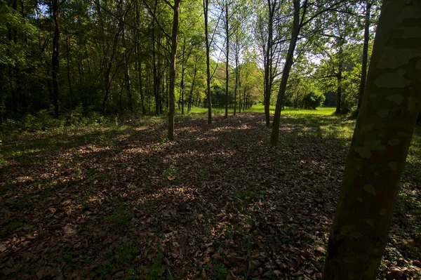 Fileira Árvores Espaço Aberto Parque Paisagem Italiana — Fotografia de Stock