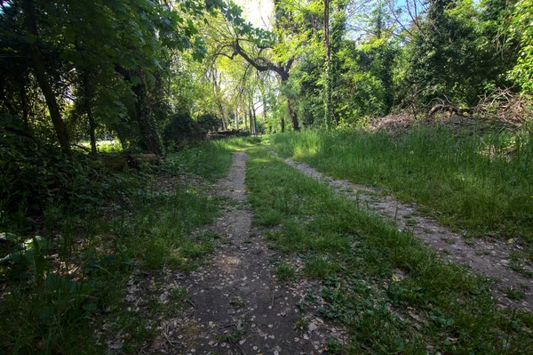 Caminho Sombrio Delimitado Por Árvores Parque Campo Italiano — Fotografia de Stock