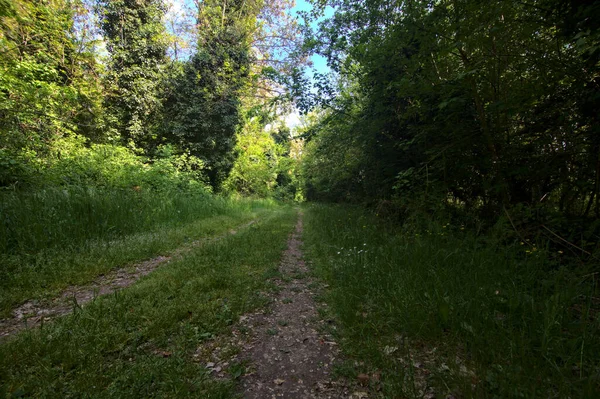 イタリアの田舎の公園の木に囲まれた日陰の道 — ストック写真