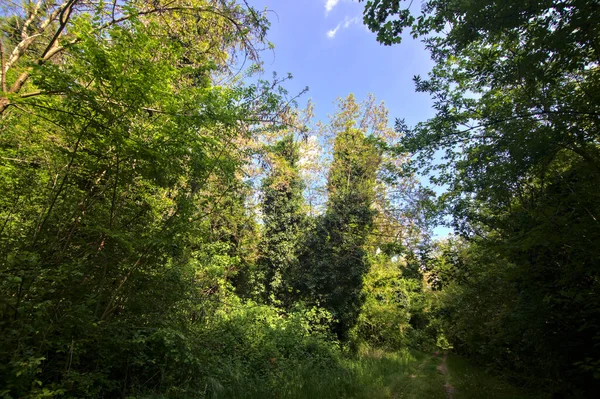 Sentier Ombragé Bordé Arbres Dans Parc Campagne Italienne — Photo