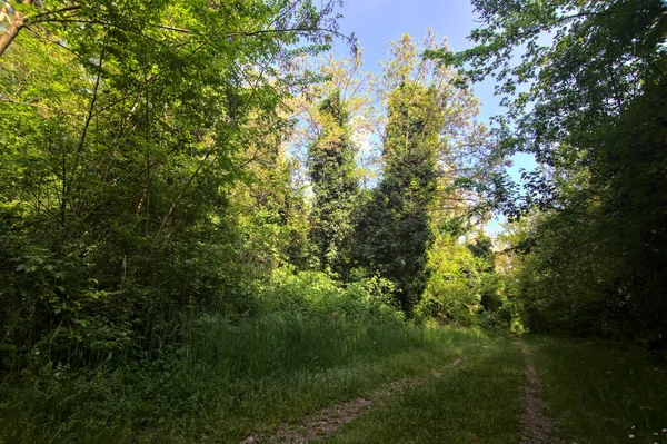 Sentier Ombragé Bordé Arbres Dans Parc Campagne Italienne — Photo