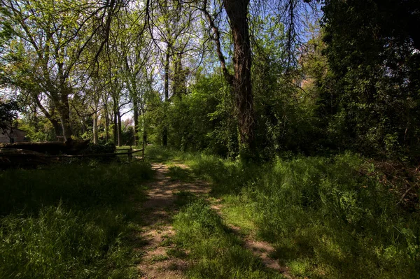 Shady Path Bordered Trees Park Italian Countryside — Stock Photo, Image