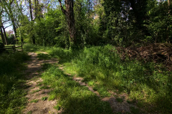 Caminho Sombrio Delimitado Por Árvores Parque Campo Italiano — Fotografia de Stock