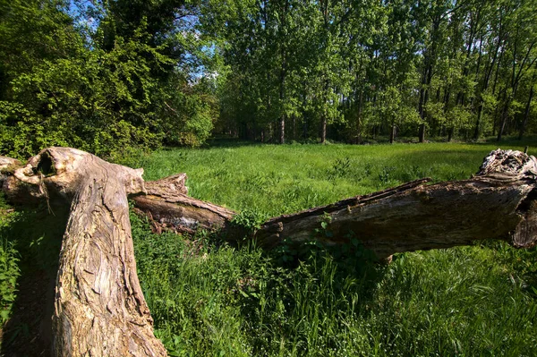 Fallen tree covered by grass in a field of a park