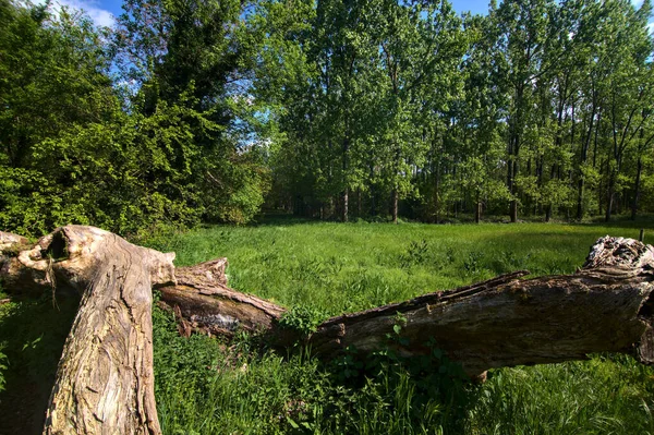 Fallen Tree Covered Grass Field Park — Stok fotoğraf
