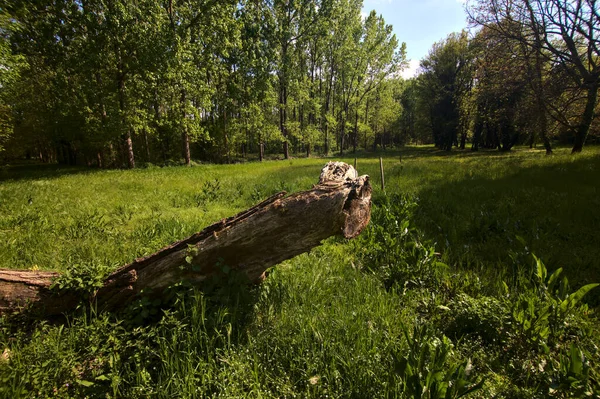 Упавшее Дерево Покрытое Травой Поле Парка — стоковое фото