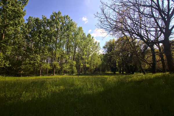 Pole Wysoką Trawą Drzewami Środku Parku Wiosną Włoskiej Wsi — Zdjęcie stockowe